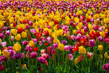 flowers in sunny garden