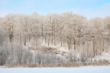 Snowy winter in Russia. Winter forest landscape with snow-covered trees and snowdrifts. Nizhny Novgorod