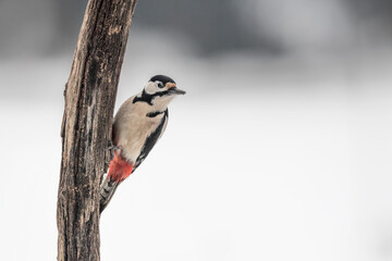 Obraz premium The Great spotted woodpecker female with snow on background (Dendrocopos major)