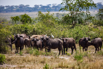 Uganda wildlife