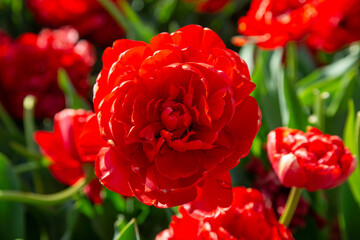 Obraz premium flowers in sunny garden
