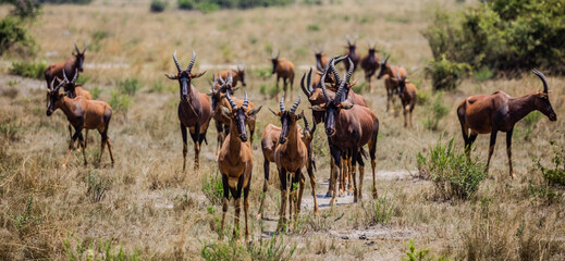Uganda wildlife