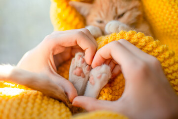 The girl hand make heart shape on lovely cat. Orange cat baby relax on the yellow knitted blanket....