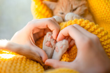 The girl hand make heart shape on lovely cat. Orange cat baby relax on the yellow knitted blanket. Red kitten and cozy nap time.  The paws of pet raised up