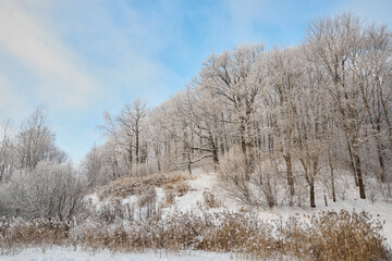 Snowy winter in Russia. Winter forest landscape with snow-covered trees and snowdrifts. Nizhny Novgorod