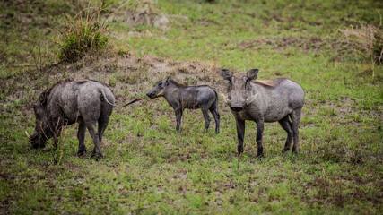 Uganda wildlife