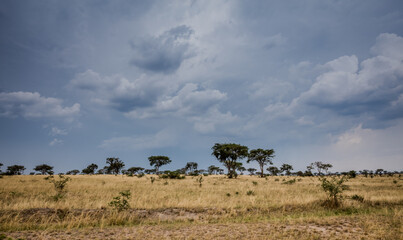 Fototapeta na wymiar Uganda wildlife