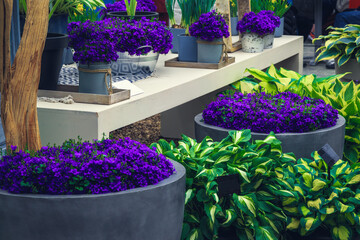 Bluebell flowers in the flowerpots on the stand, Keukenhof, Netherlands