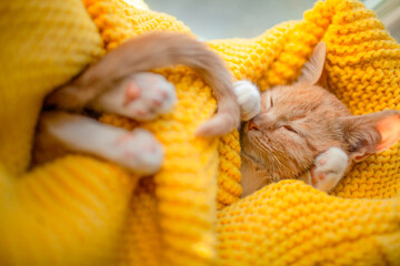 The kitten tail make half heart shape on lovely cat paws. Orange cat baby relax on the yellow knitted blanket. Red kitten and cozy nap time.