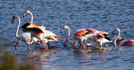 flamingos