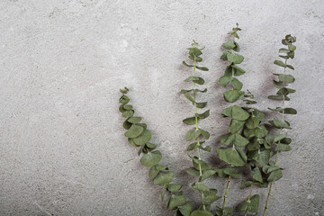 Flowers holiday composition. Eucalyptus flowers on branch on gray concrete background. Flat lay, top view, copy space, mockup