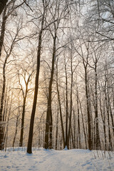 Snowy winter in Russia. Winter forest landscape with snow-covered trees and snowdrifts. Nizhny Novgorod
