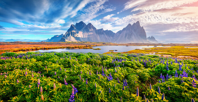 Beautiful summer scenery. Astonishing morning scene of Stokksnes cape with Vestrahorn on background. Wonderful summer scene of Iceland with field of blooming lupine flowers.