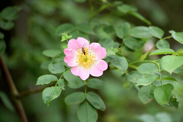 A small insect has landed on a flowering rose bush