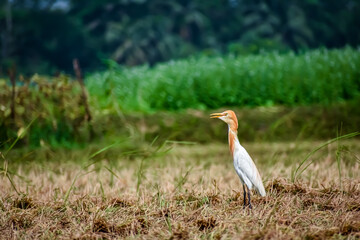 The cattle egret is a cosmopolitan species of heron (family Ardeidae) found in the tropics,...