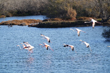 flamingos