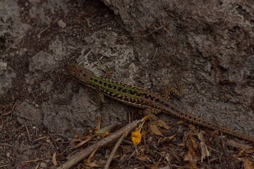 Lizard having some sun on a volcanic rock