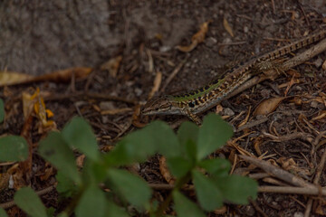 Lizard having some sun on a volcanic rock