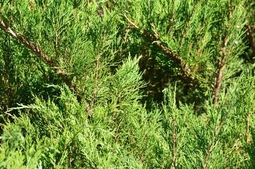 Beautiful thuja in the garden