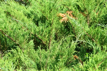 Green thuja in the garden