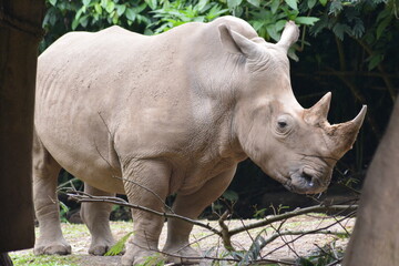 Naklejka premium The white rhinoceros or square lipped rhinoceros, Ceratotherium simum is the largest extant species of rhinoceros.