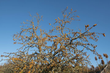 Bright Yellow Autumn Fruit on a Crab Apple Tree (Malus x zumi 'Golden Hornet') with a Bright Blue Sky Background Growing in a Garden in Rural Devon, England, UK