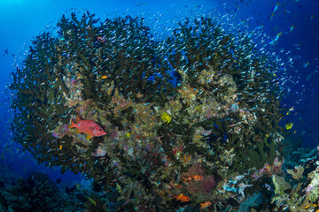 Scuba diving pristine coral reef ecosystem with lots of colorful corals and fish 