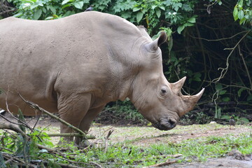 The white rhinoceros or square lipped rhinoceros, Ceratotherium simum is the largest extant species of rhinoceros.