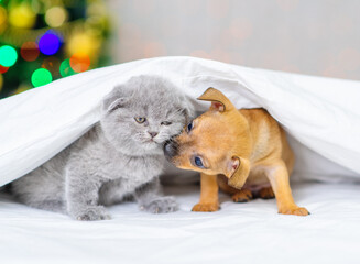Couple of kitten and puppy under the blanket on the background of the christmas tree
