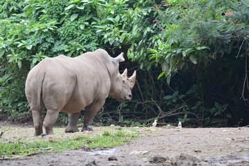 Naklejka premium The white rhinoceros or square lipped rhinoceros, Ceratotherium simum is the largest extant species of rhinoceros.