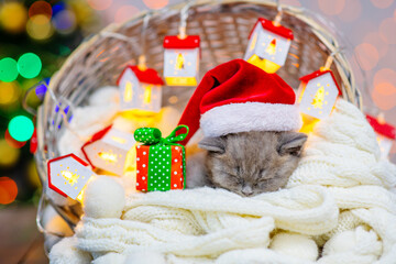 A small fluffy kitten sleeps in a basket with a white blanket on the background of a Christmas tree next to the lanterns