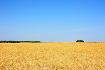 A large field of golden ears of wheat