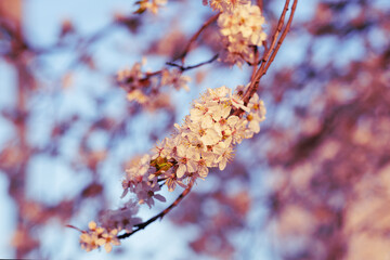 Cherry blossoms in warm, delicate tones and settings