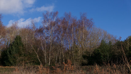 Fototapeta premium Silver birch trees in winter with no leaves against blue sky
