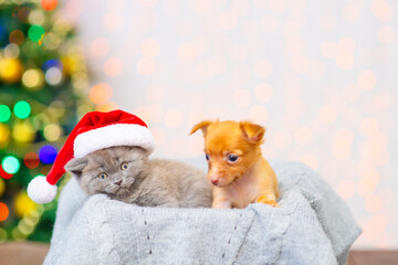 Fototapeta na wymiar Toy terrier and kitten are sitting in a box against the background of a Christmas tree