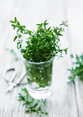 Close up view of thyme bunch. Green thyme in a glass