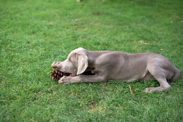 A small gray Weimaraner dog plays on the grass in the yard.