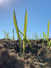 Barley field in winter with beautiful green shoots