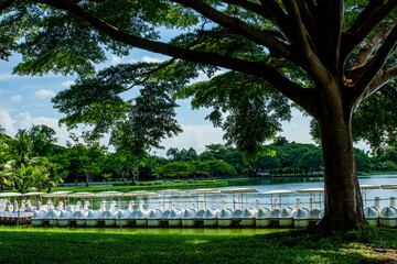 The park has big trees near the pond