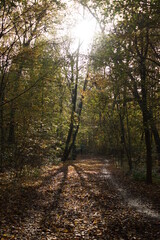Autumn. Fall nature scene. Autumnal park.