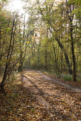 Autumn. Fall nature scene. Autumnal park.