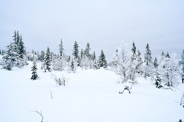 Cross country skiing in the mountains.  Family activity.