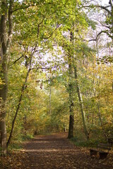 Autumn. Fall nature scene. Autumnal park.