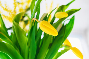 Yellow buds of tulips. Spring bouquet.