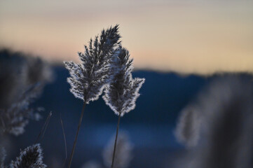 grass and sky