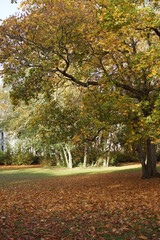 Fototapeta premium Autumn. Fall nature scene. Autumnal park.