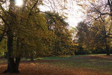 Autumn. Fall nature scene. Autumnal park.