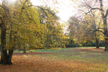 Autumn. Fall nature scene. Autumnal park.