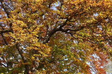 Autumn. Fall nature scene. Autumnal park.