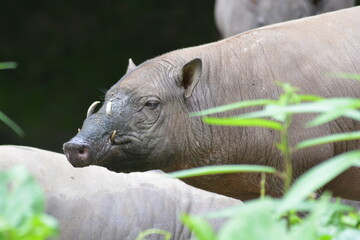 The babirusas,  Babyrousa babyrussa  also called deer pigs and Indonesian locally name is babi rusa.